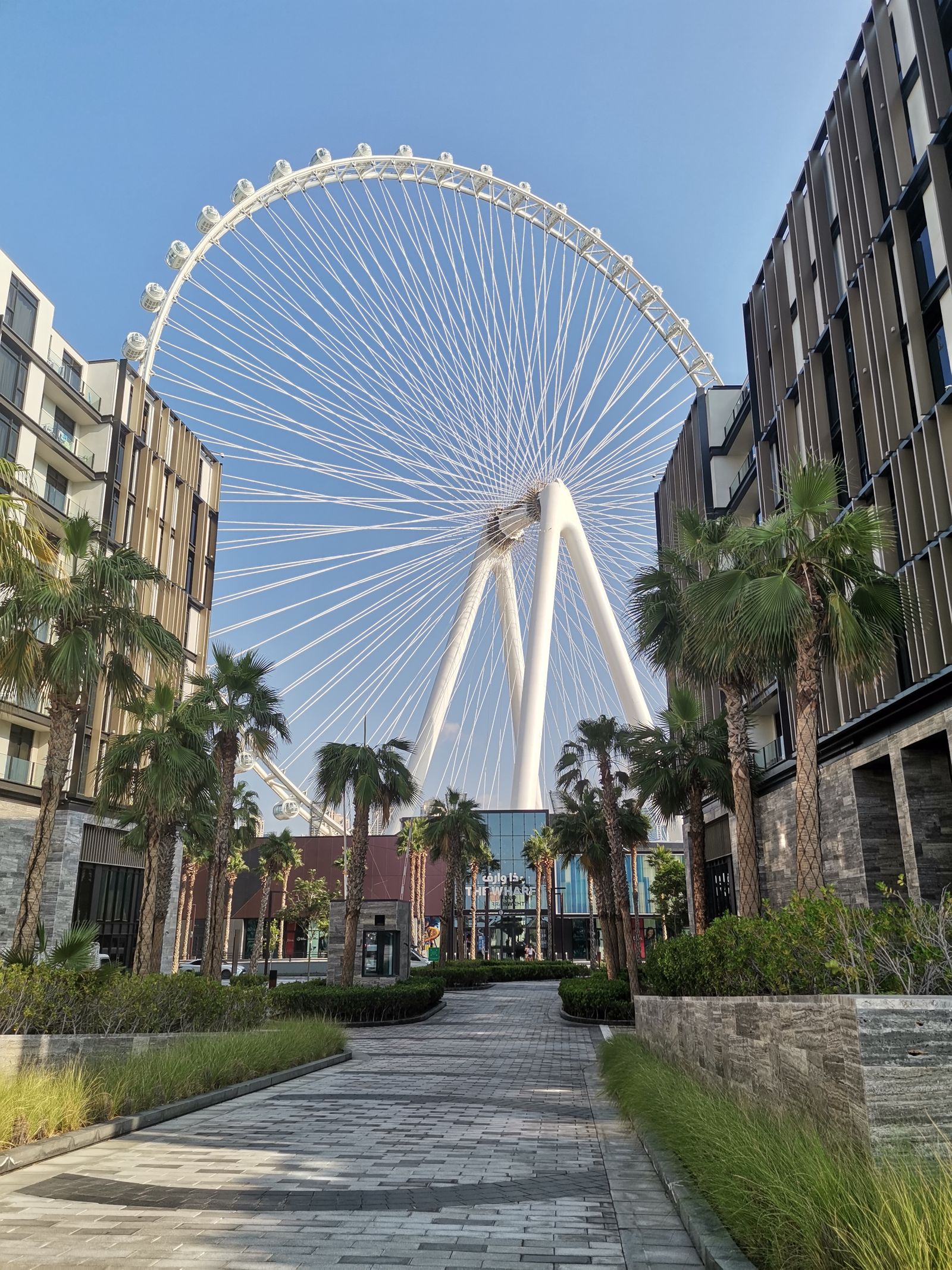 Ain Dubai observation wheel seen from a palm-lined walkway on Bluewaters Island